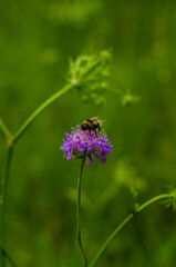 Honey bee on Pink Scabiosa flower. High quality photo