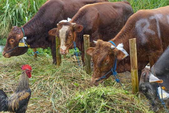 A rooster watches a cow being sold at a livestock market in Indonesia. - Powered by Adobe