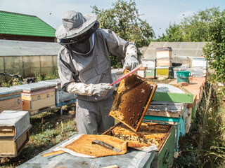 Beekeeper holds a honey cell with bees in his hands. Apiculture and apiary concept