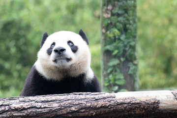 Fototapeta premium Close up Male Panda , Bao Li, Wolong Giant Panda Nature Reserve, Shenshuping, China
