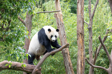 Clsoe up Female Panda, Rui Rui, Wolong Giant Panda Nature Reserve, Shenshuping, China