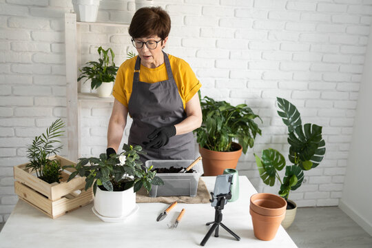 Relaxing home gardening. Smiling middle aged woman in black gloves with potted plant records gardening video blog in modern house - blogging and florist vlog influencer