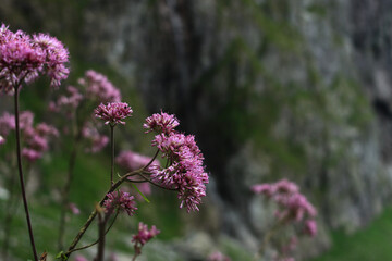 a flower  in mountain