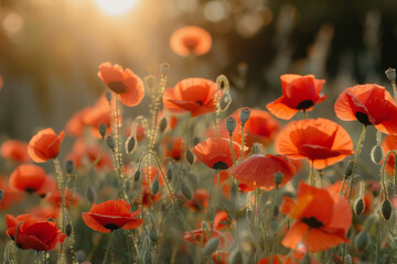 Obraz premium Sunlit Poppy Field at Sunset