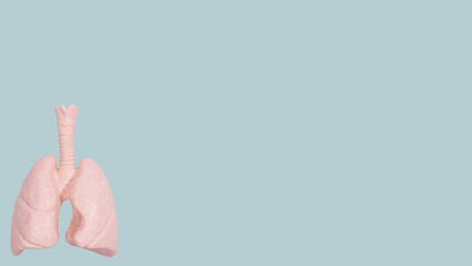 The lungs model on green banner