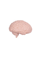 Brain on white background minimalism