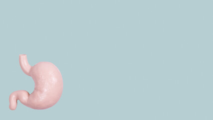 Stomach model on green banner