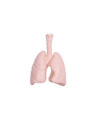 The lungs on white background minimalism