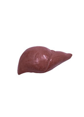 Human liver organ model isolated