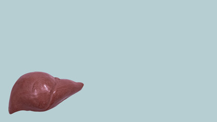 Banner of human liver organ