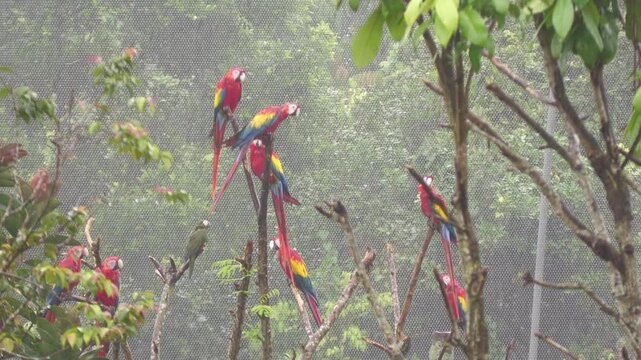 Red macaw macaws in rain, Arini parrots, America native colorful colourful feathers plumage, pet trade, Mandai bird paradise sanctuary, Singapore