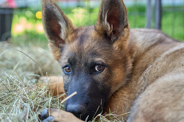 Beautiful gray German Shepherd puppy in a garden on an early summer day in Skaraborg Sweden