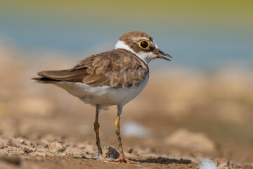 Little Ringed Plover (Charadrius dubius) is a wetland bird common in Asia, Europe and Africa.