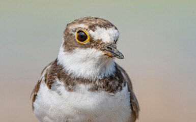 Little Ringed Plover (Charadrius dubius) is a wetland bird common in Asia, Europe and Africa.