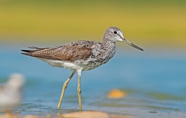 Common Greenshank (Tringa nebularia) is a wetland bird that lives in Africa, Europe and Asia. It usually feeds on fresh water.
