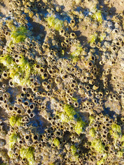 Vega Baja del Segura - La costa de Torrevieja, rocas y calas con aguas cristalinas. 