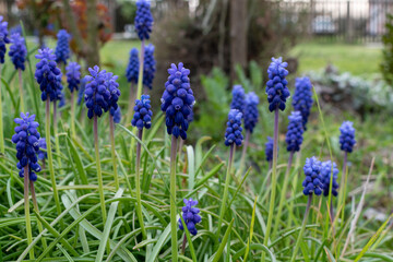 Obraz premium Many muscari flowers in garden, harbinger of spring