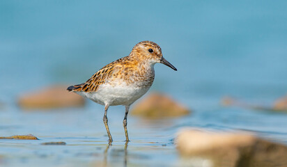Little stint (Calidris minuta) is a wetland bird that lives in the northern parts of the European and Asian continents. It feeds in swampy areas.