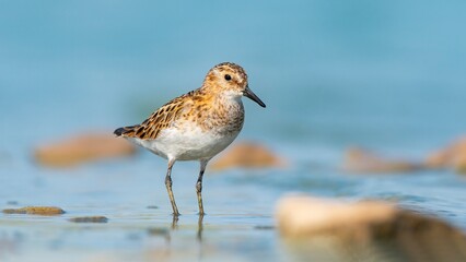 Little stint (Calidris minuta) is a wetland bird that lives in the northern parts of the European...