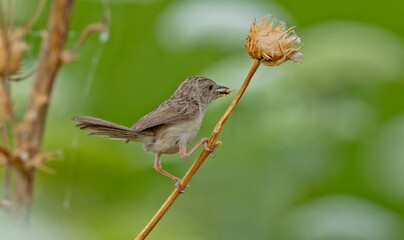Delicate prinia (Prinia lepida) is a songbird living in the Southeastern region of Turkey. It is one of the most beautiful song birds in the world.