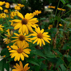 yellow flowers in the garden 
size 1:1