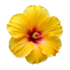 yellow hibiscus flower