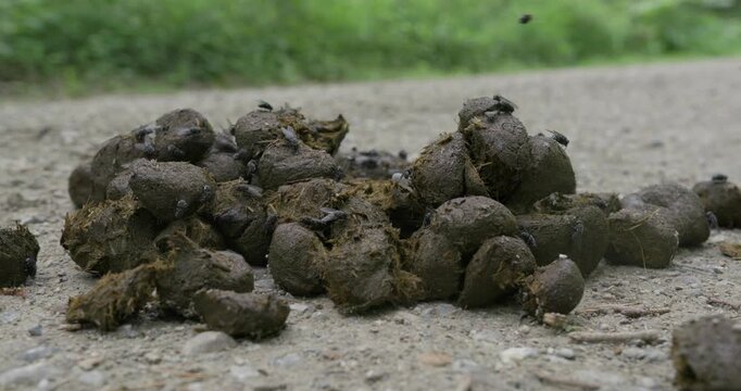 Flies sit on Horse Manure and fly Over it.
