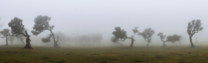 Im Feenwald Fanal auf Madeira