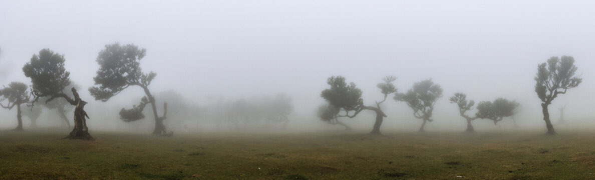 Im Feenwald Fanal auf Madeira