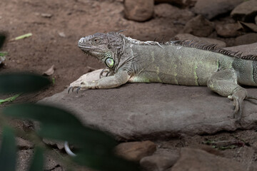 Cuban iguana (Cyclura nubila)