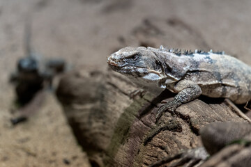 Lesser Antillean iguana (Iguana delicatissima)