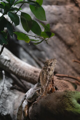 Lesser Antillean iguana (Iguana delicatissima)