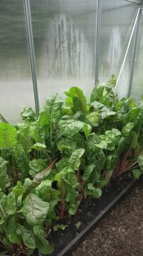 Organic Swiss Chard Growing in a Greenhouse. Vertical video