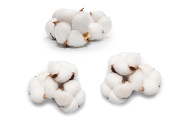 Cotton flower branch isolated on white background.