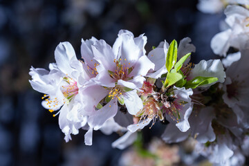 almendros en flor almond flowers