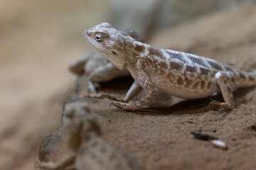 Desert iguana (Dipsosaurus dorsalis)