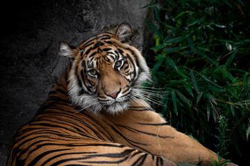 Malayan tiger (Panthera tigris jacksoni)