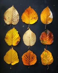 A collection of vibrant autumn leaves showcased in various shades of yellow and orange against a dark background.