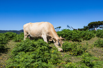 Grasende Kuh im Feenwald von Fanal auf Madeira
