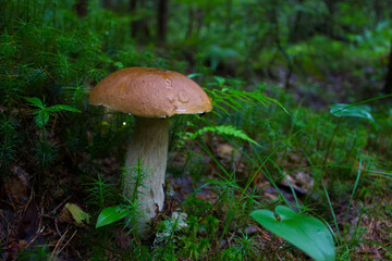 Porcini mushrooms. boletus mushroom .white edible noble mushroom. growing in the forest among the moss. Taken in the forest in close-up