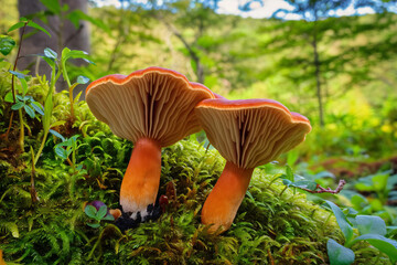 mushrooms in the forest