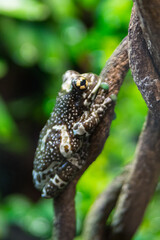 Tree frog close-up on a tree branch. Boatman frog.Trachycephalus resinifictrix.Frog-like frog