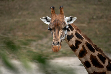 Portrait of a giraffe