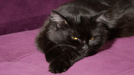 Fluffy black cat resting comfortably