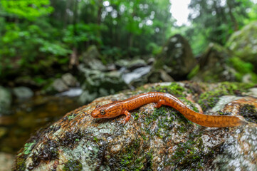 Northern spring salamander 
-Crawford Notch, White Mountains New Hampshire 