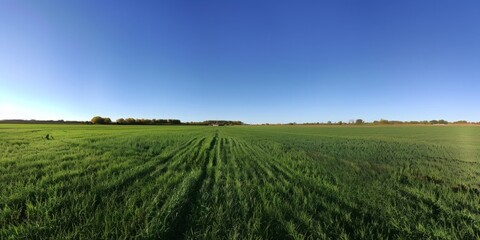 Naklejka premium Agricultural Bounty: Lush Green Crops Flourishing Under a Pristine Blue Sky