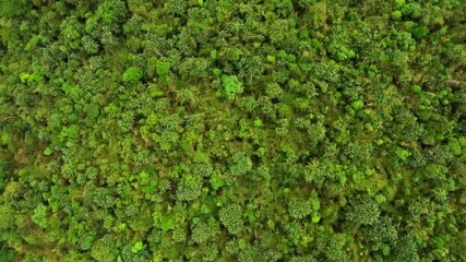 Aerial view of meghalaya cherrapunji near dainthlen falls and wei sawdong falls in India. The beautiful landscape view of east khasi hills cherrapunji mawsynram reserve forest in meghalaya India.