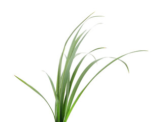 Bunch of green grass.