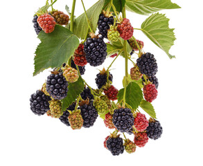 Branch of blackberry.