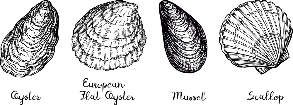 Ink sketch of shellfishes.